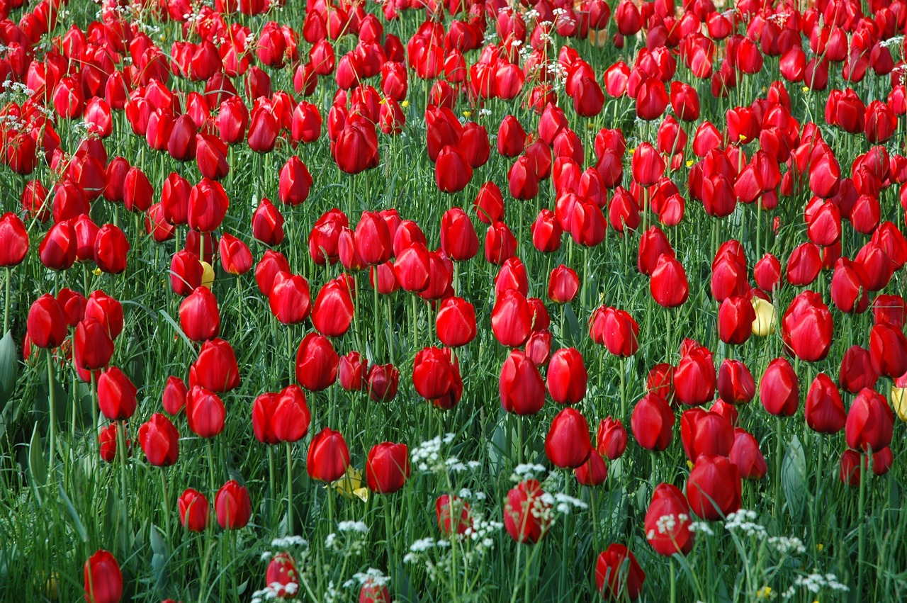 flowers island mainau sea of flowers tulip field free photo