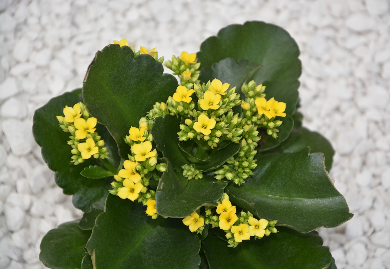 flowers kalanchoe yellow plant green leaves free photo