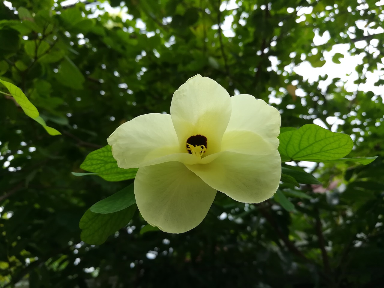 flowers kalong flowers yellow free photo