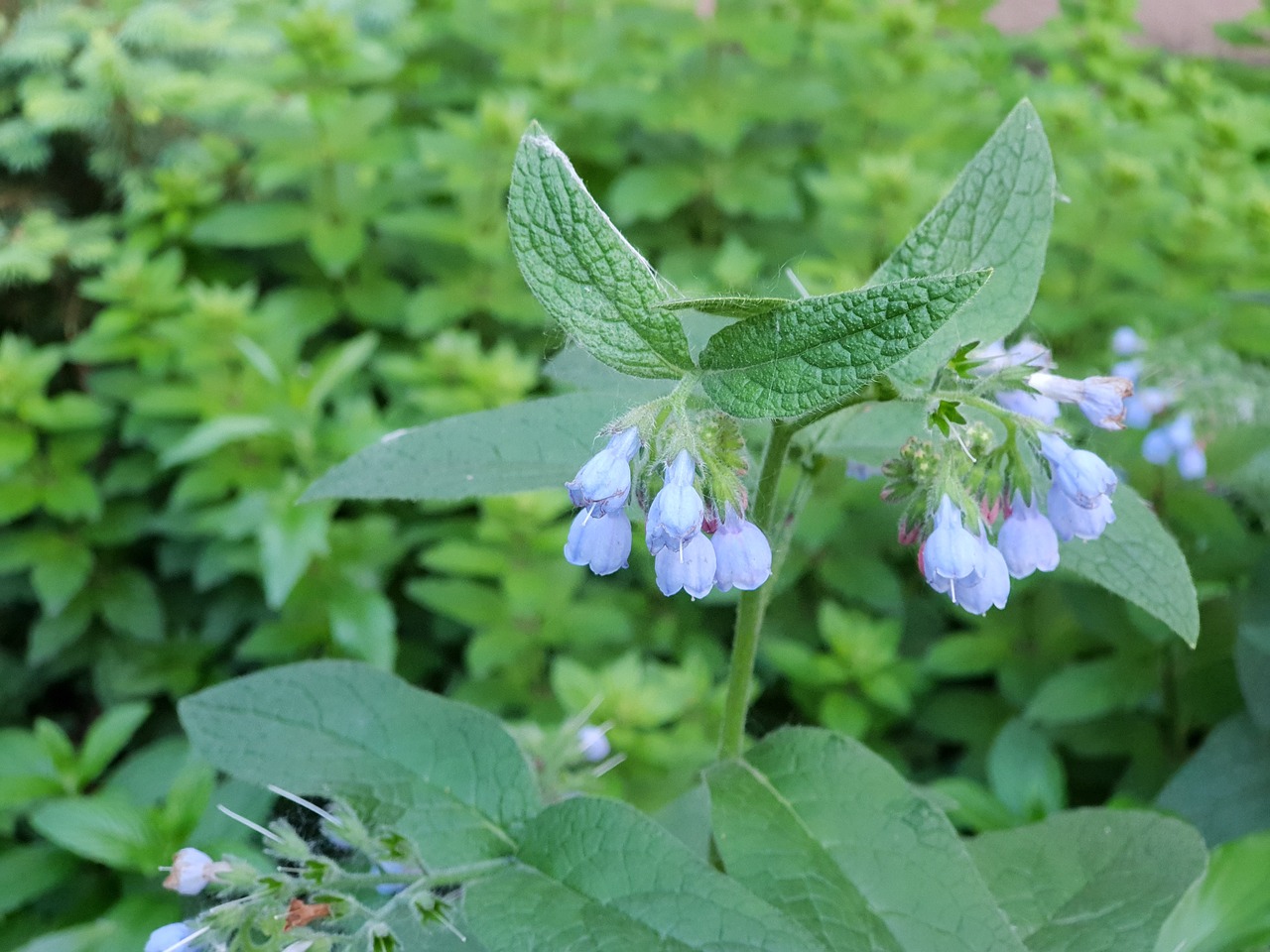 flowers leaf  nature  plant free photo