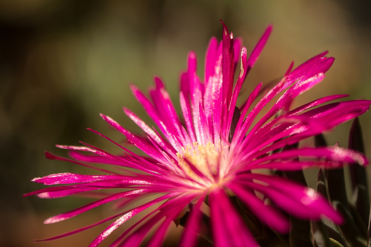 flowers leaves  ornamental trees  the garden free photo