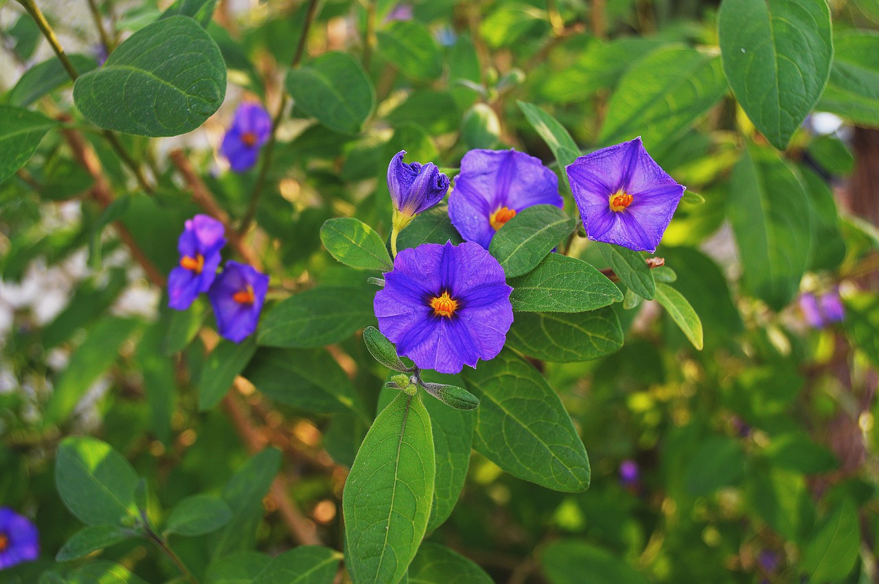 flowers lilac fall flowers purple free photo