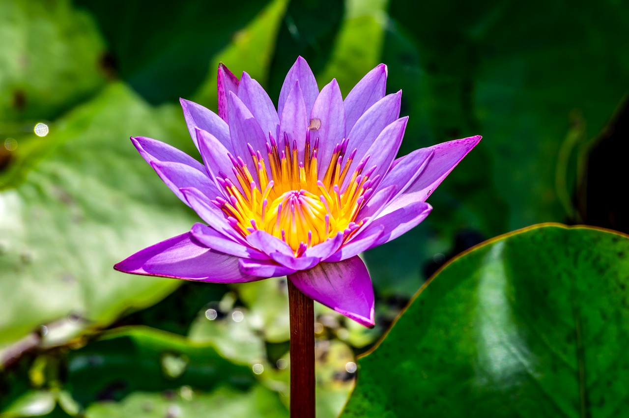 flowers lotus  flower  lotus free photo