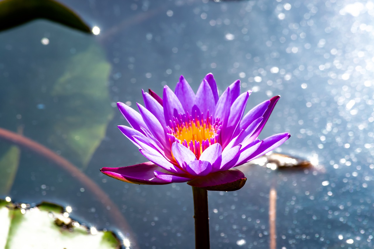 flowers lotus  flower  lotus free photo