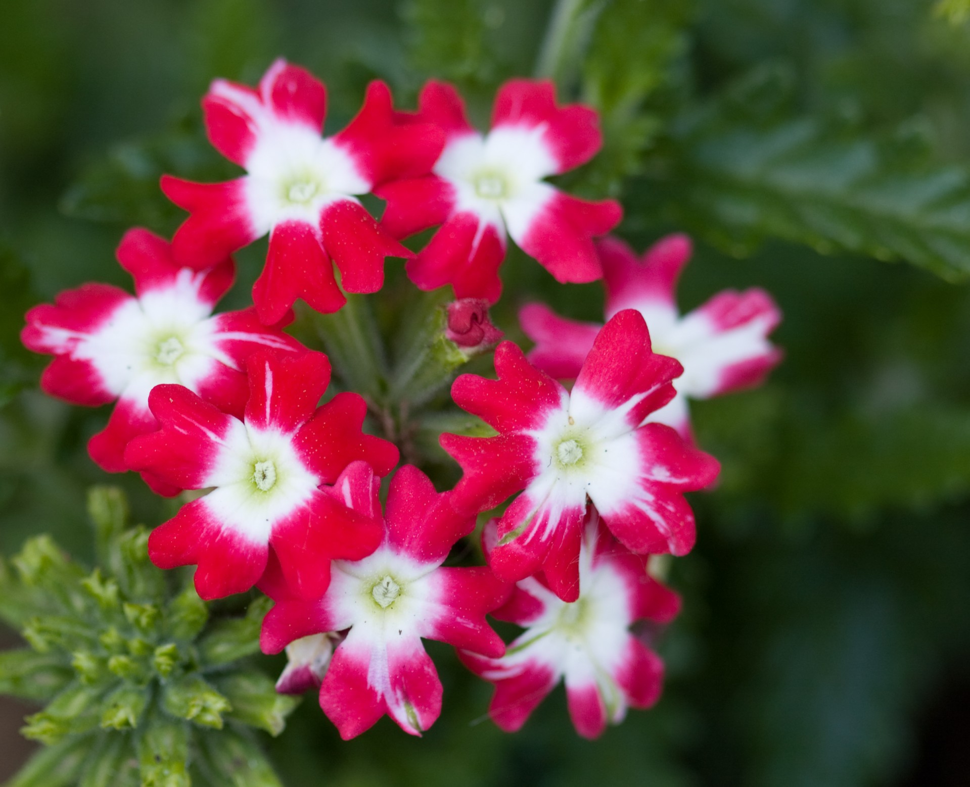 flowers flower red free photo