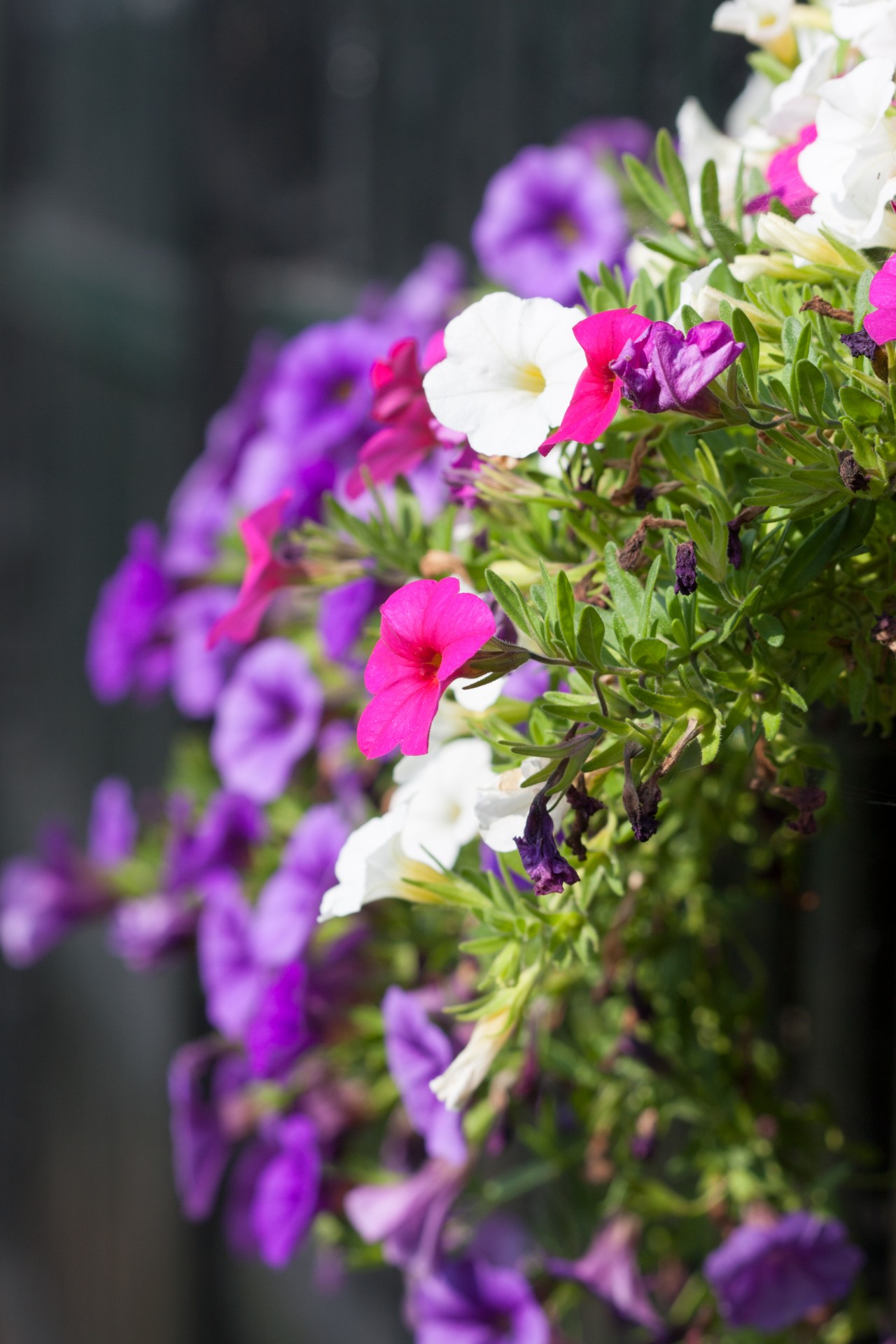 flowers flower pink free photo