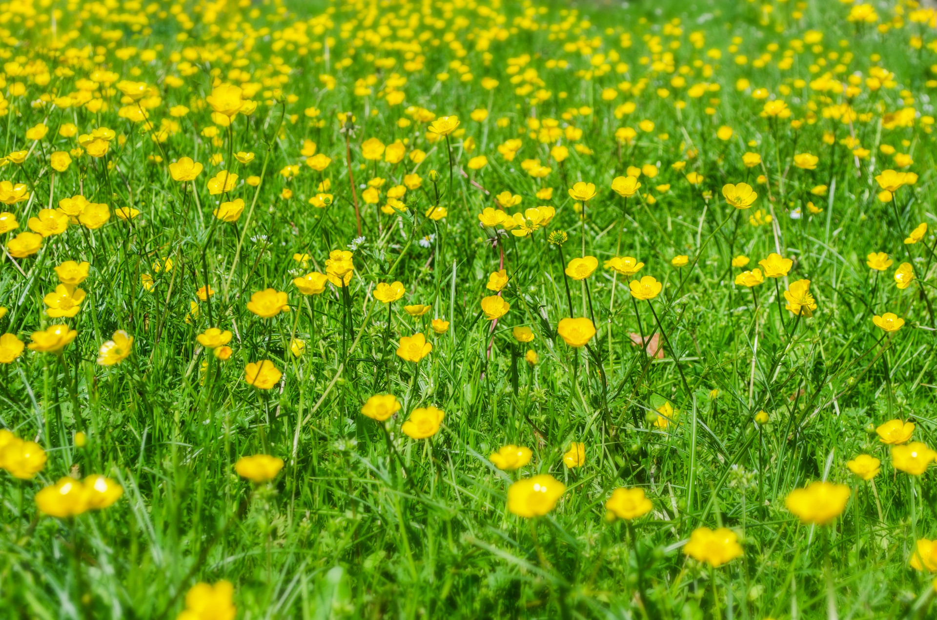 flower summer spring free photo