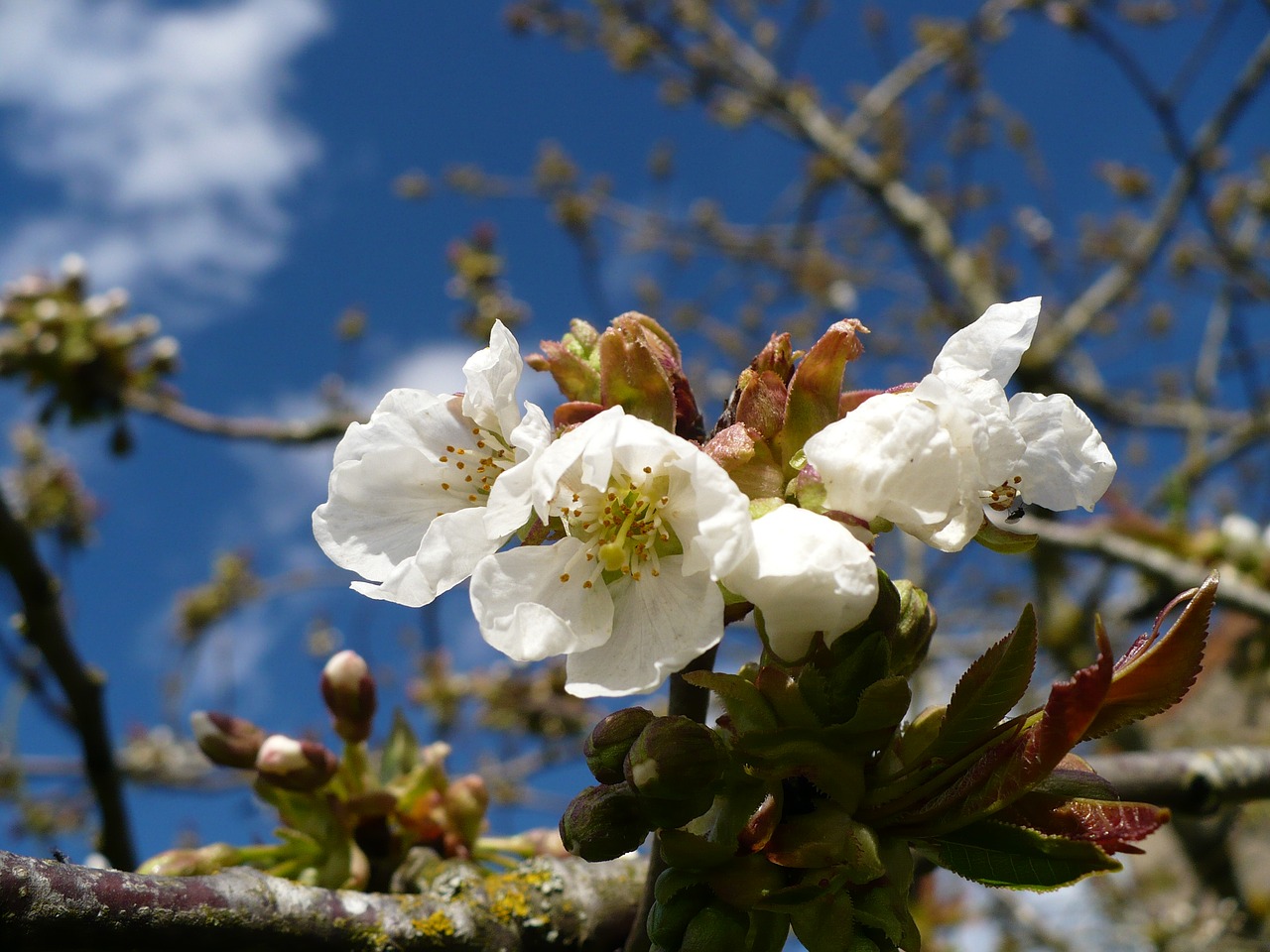 flowers of apple tree spring blue sky free photo