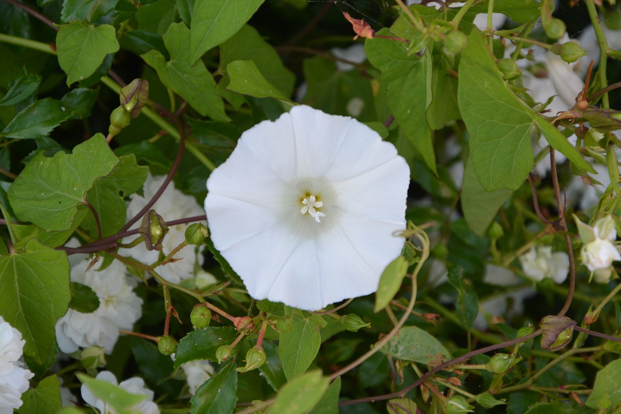 flowers of bindweed white flower wild free photo