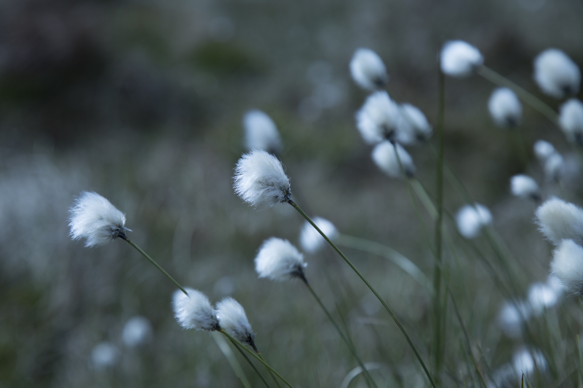 grass flower cotton free photo