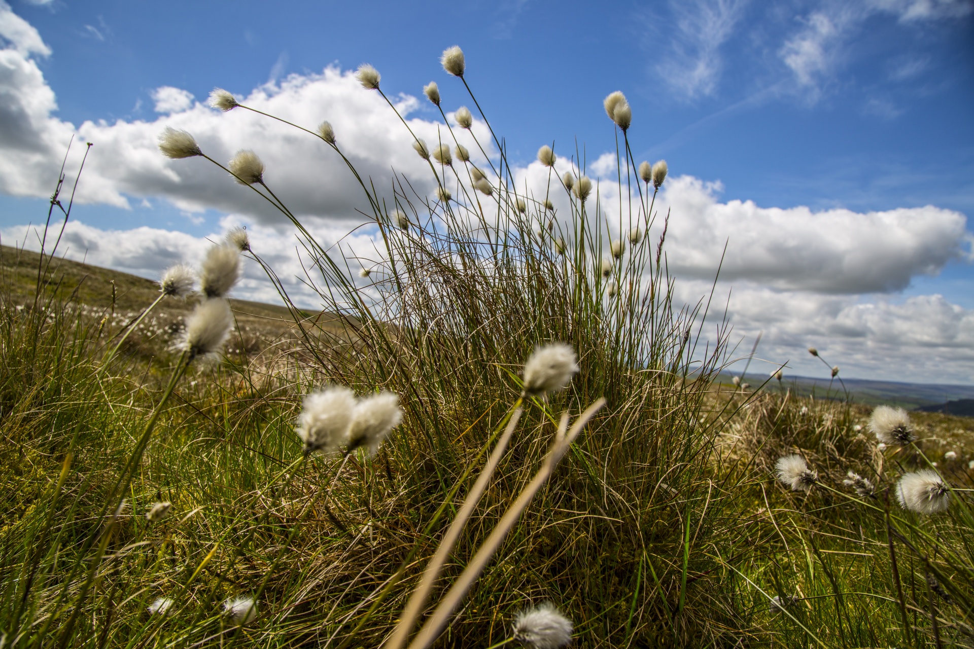 grass flower cotton free photo