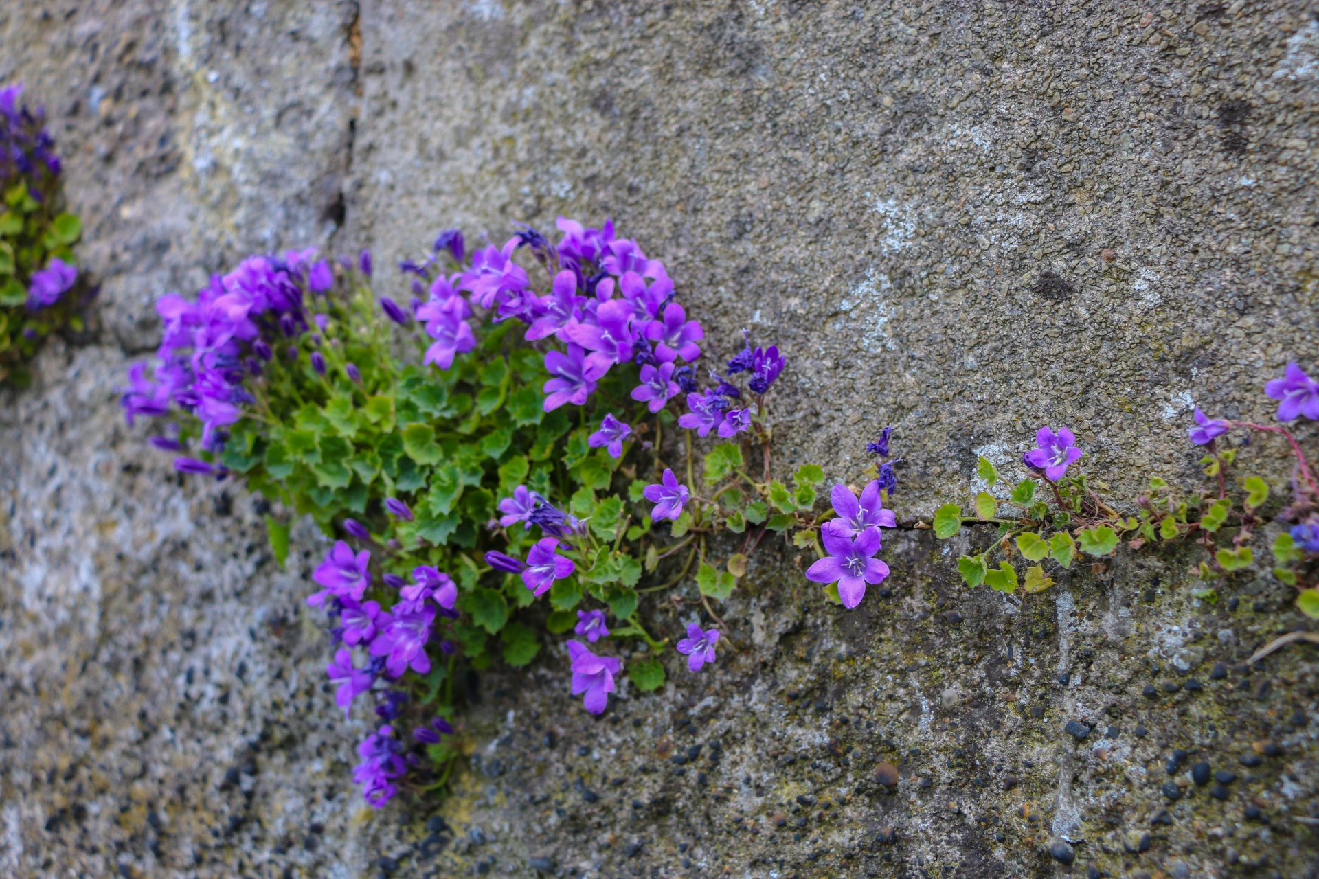 purple flowers garden free photo