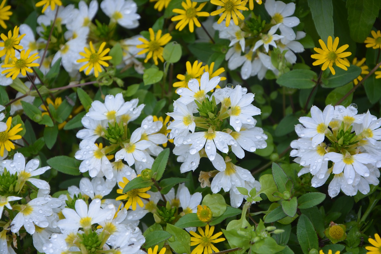 flowers of massive white and yellow plants free photo