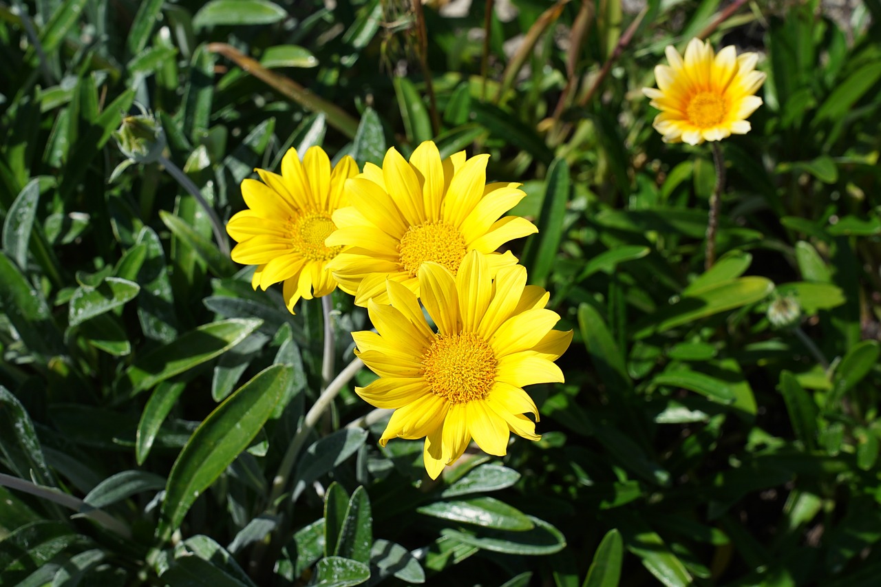 flowers of summer wild nature free photo