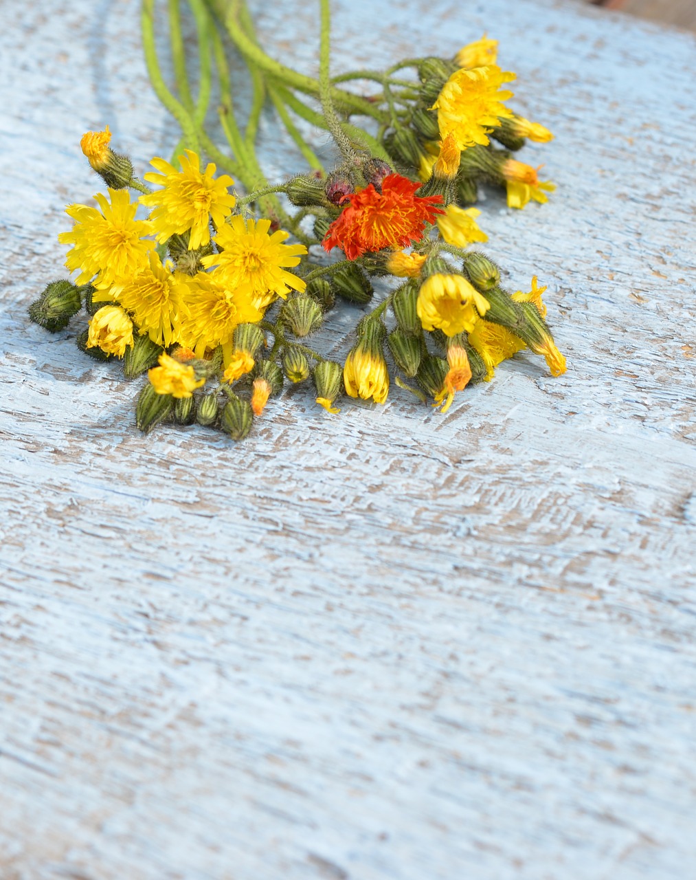 flowers of the field bouquet yellow free photo