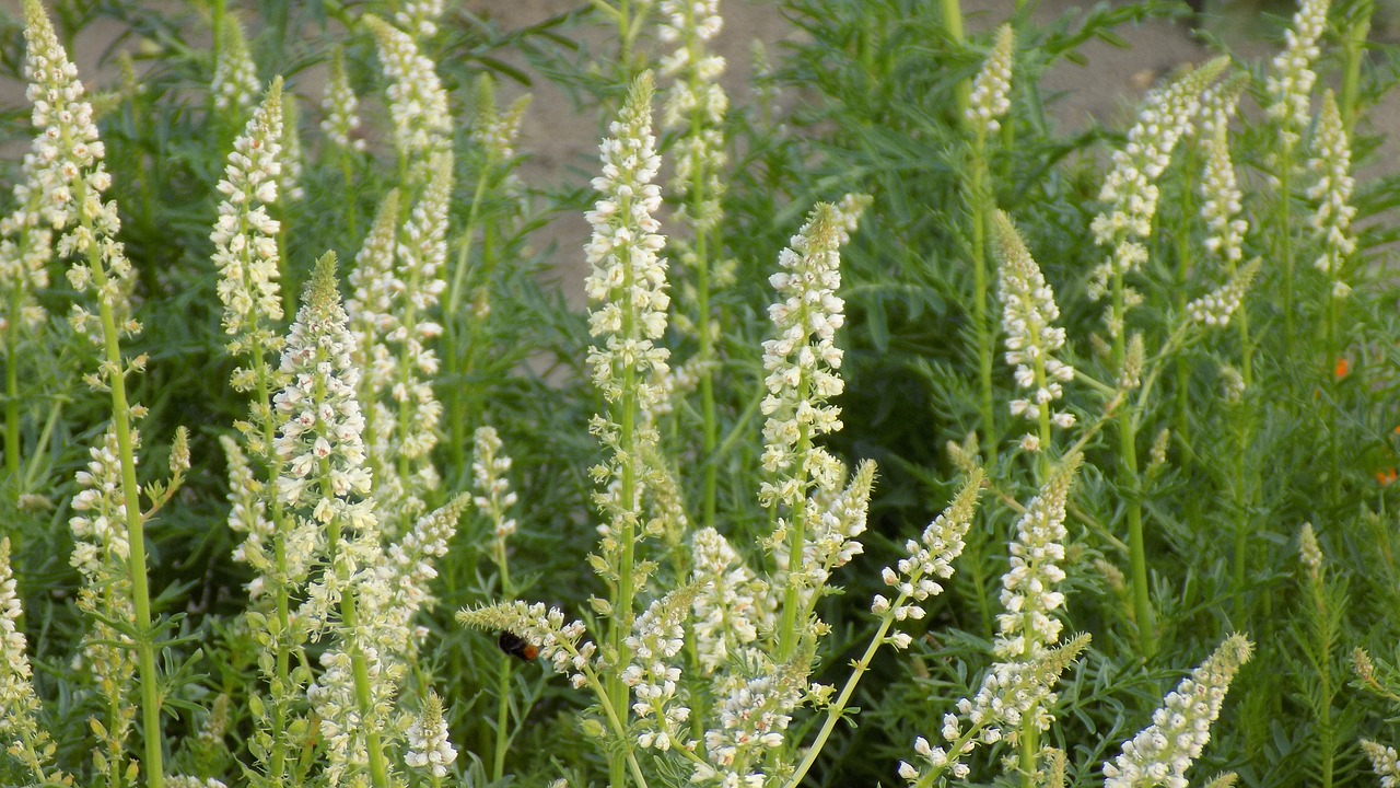 flowers of the field summer white flowers free photo