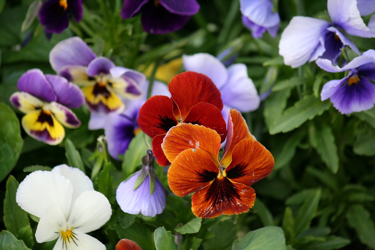 flowers of the field mako beautiful flower free photo