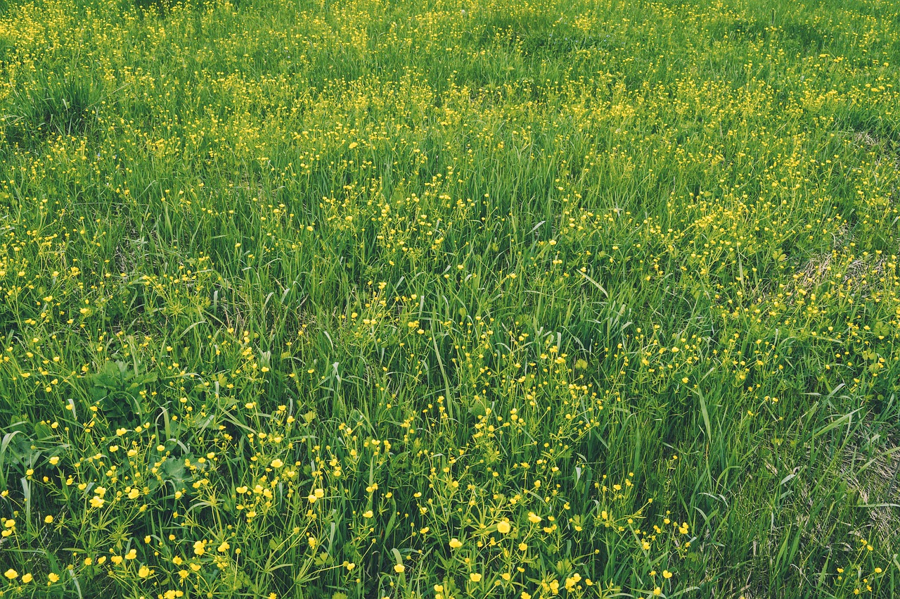Низкорослая трава с желтыми цветочками