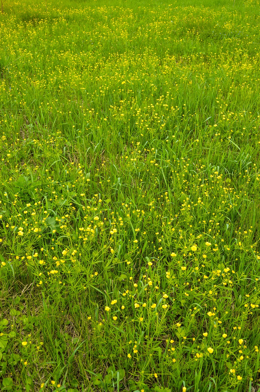 flowers of the field  yellow flowers  meadow flowers free photo