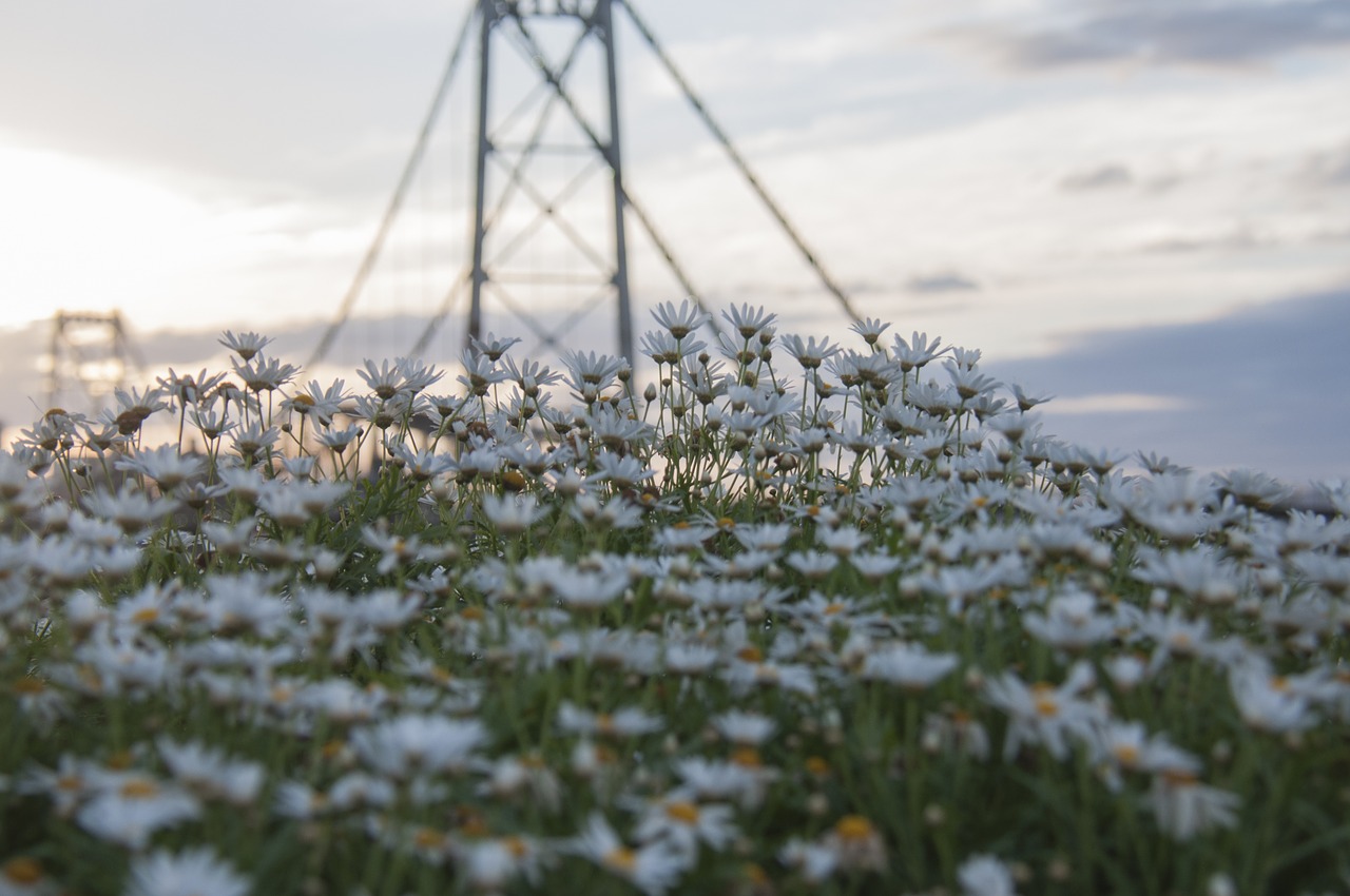 flowers of the field bridge daisies free photo