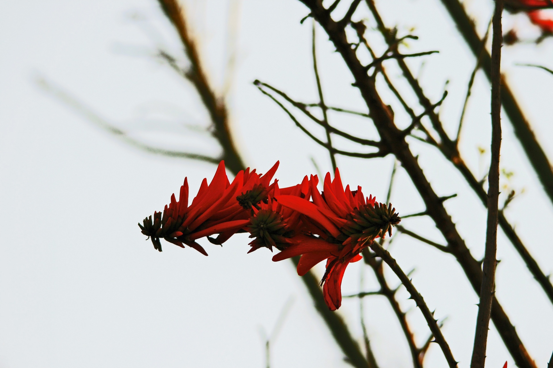 tree flowers red free photo