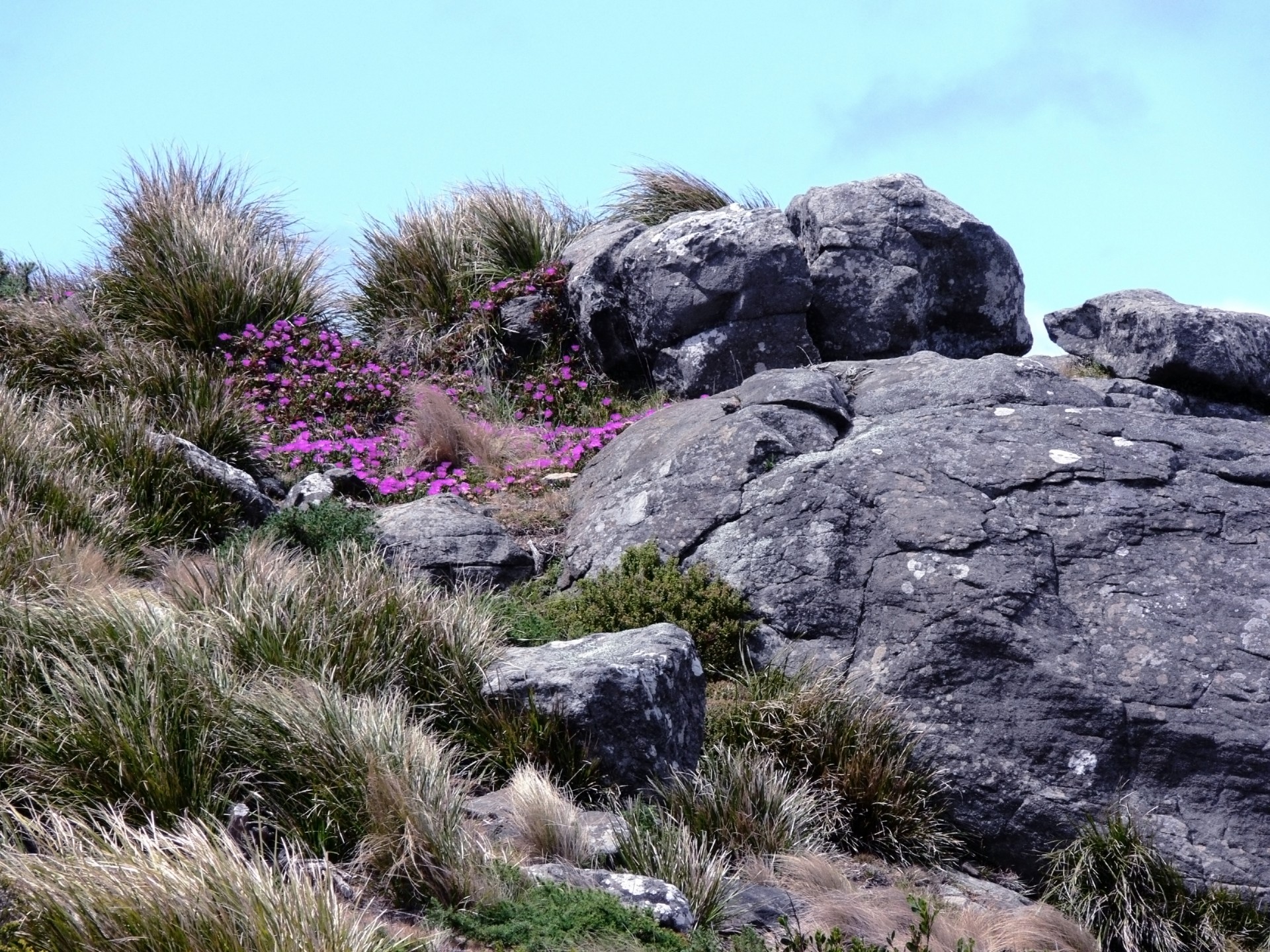 flowers rocks purple grass sky free photo