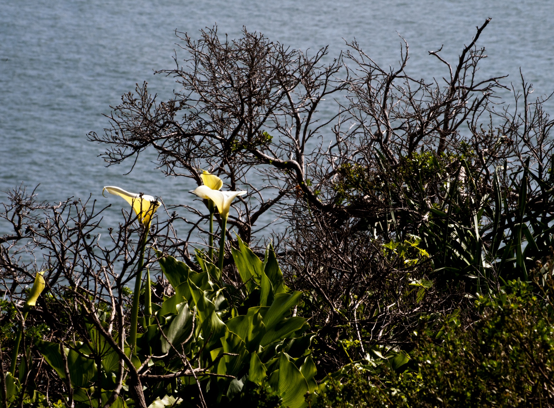 flower flowers cliff free photo