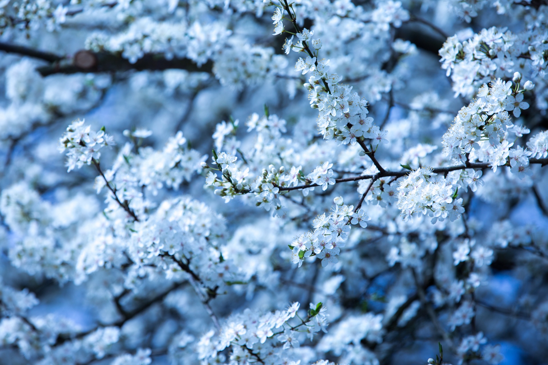 spring flowers background free photo