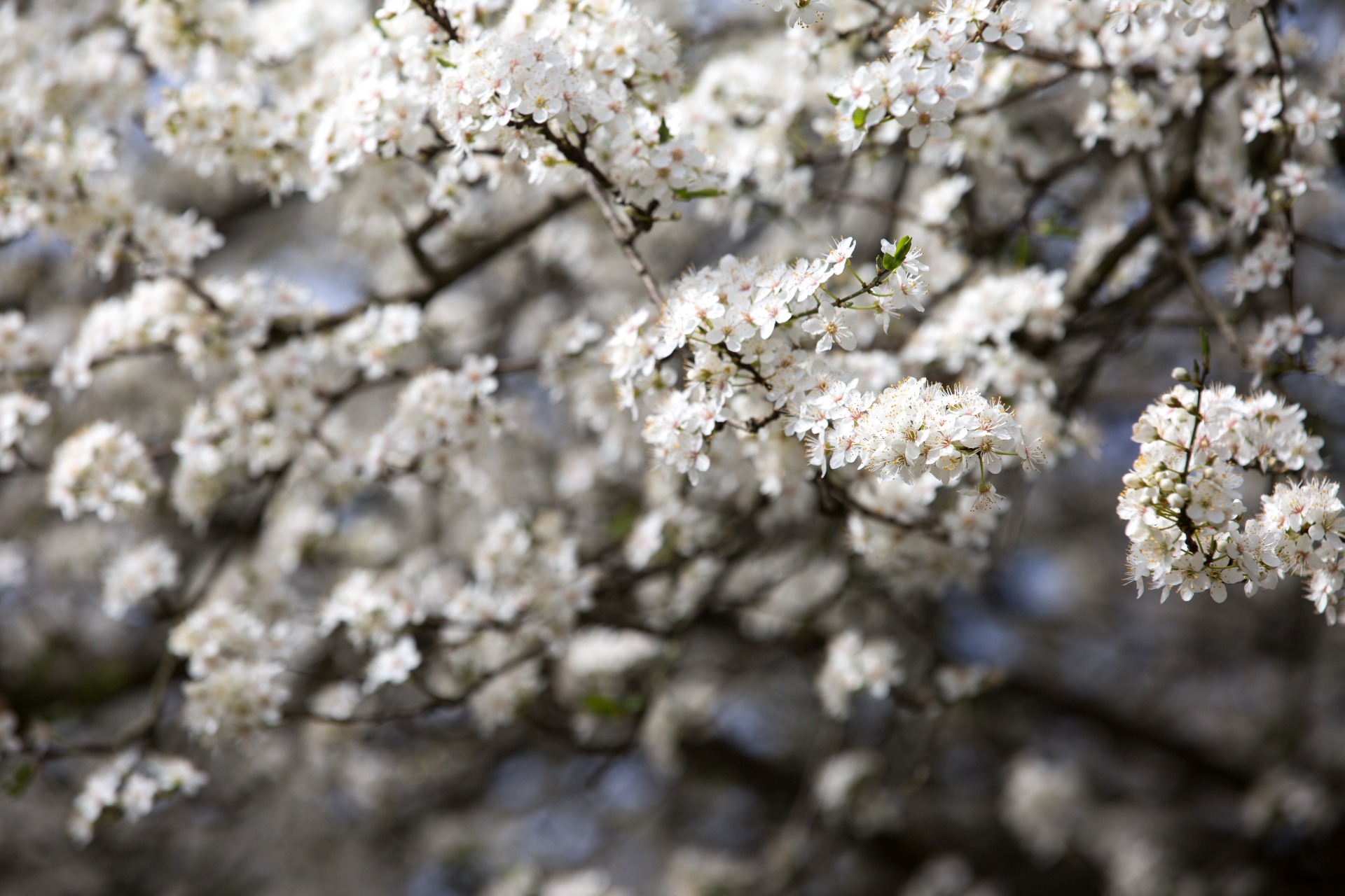 spring flowers background free photo