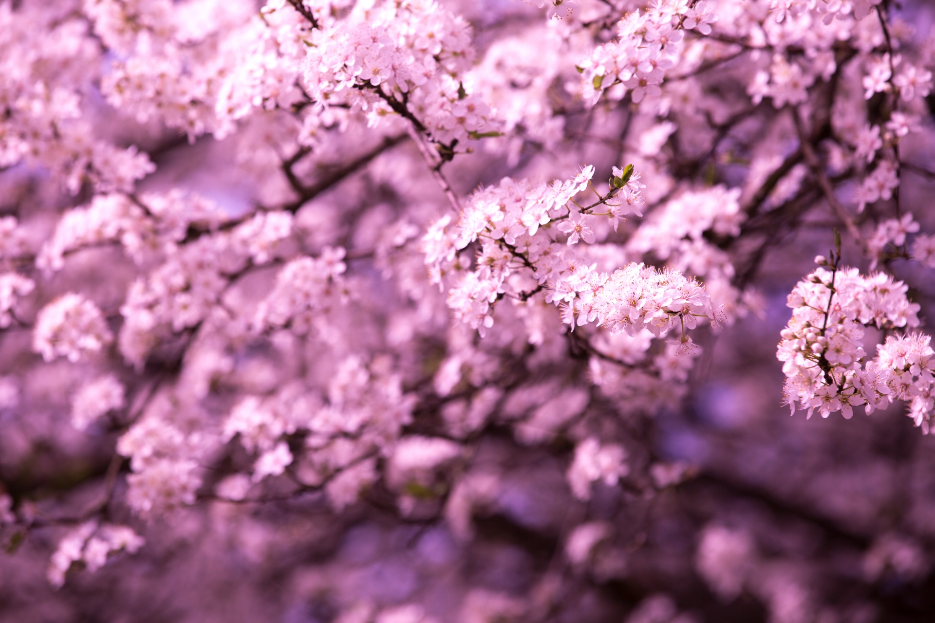 spring flowers background free photo