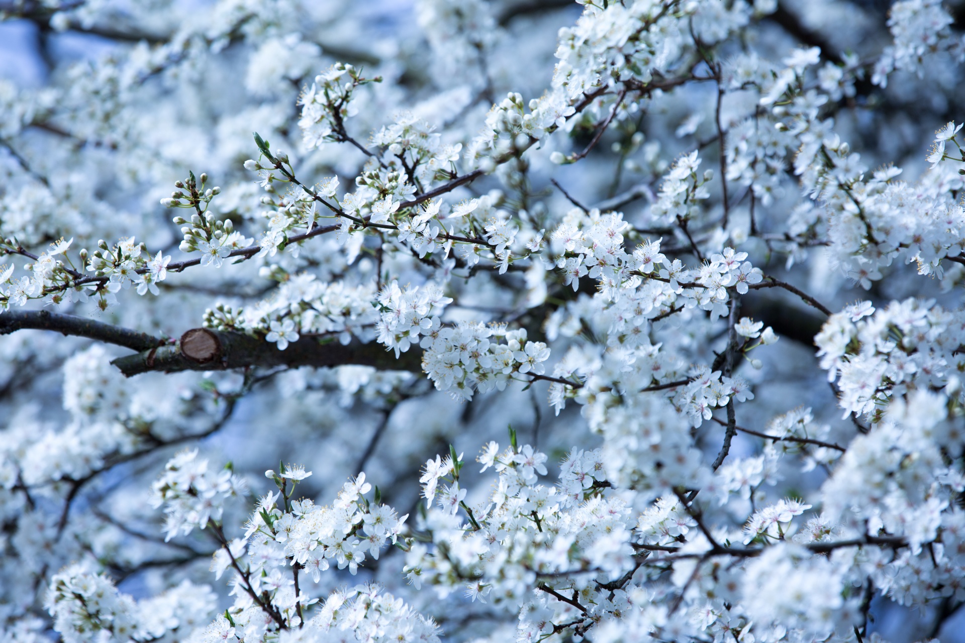 spring flowers background free photo