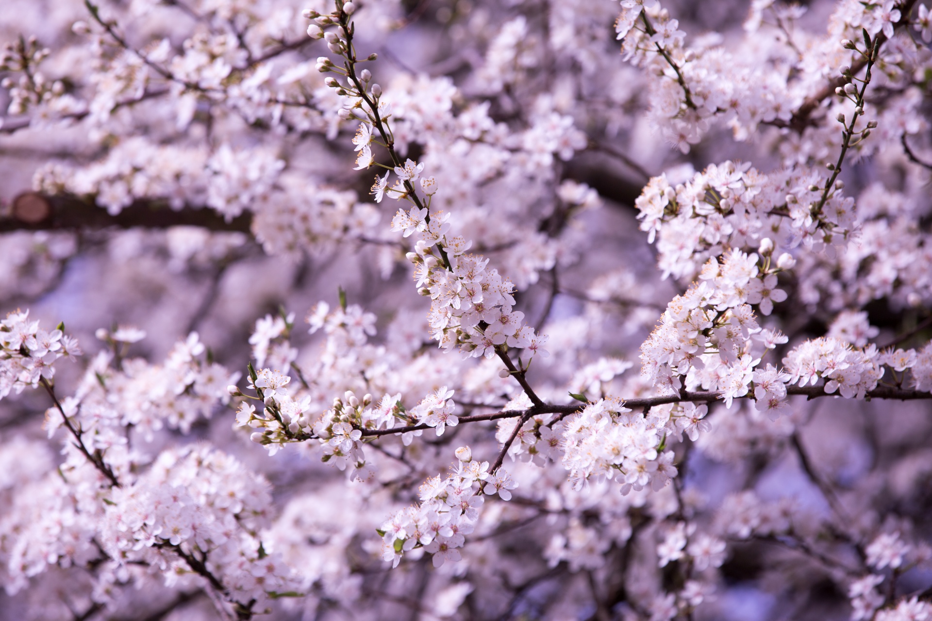 spring flowers background free photo