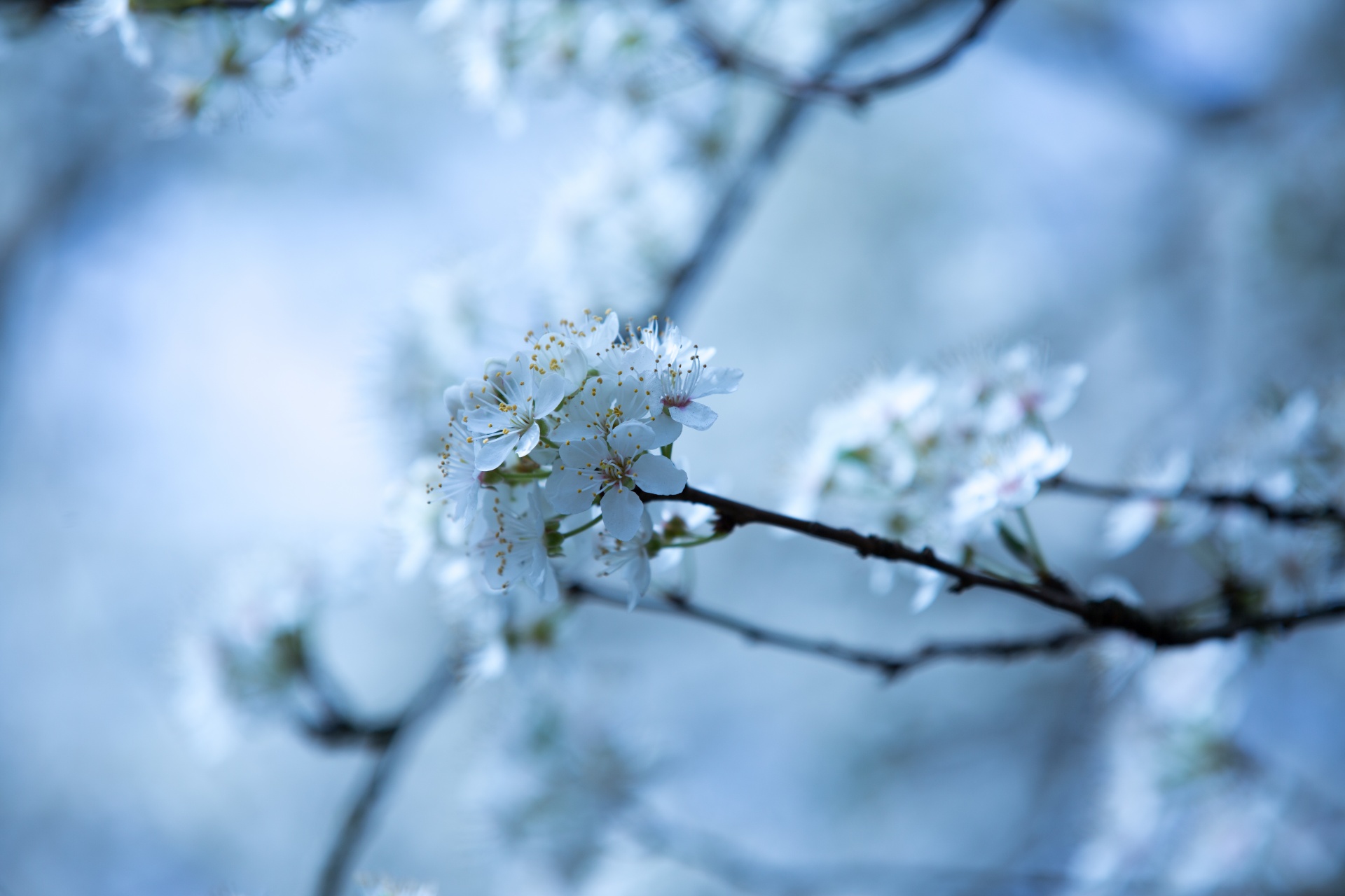 spring flowers background free photo