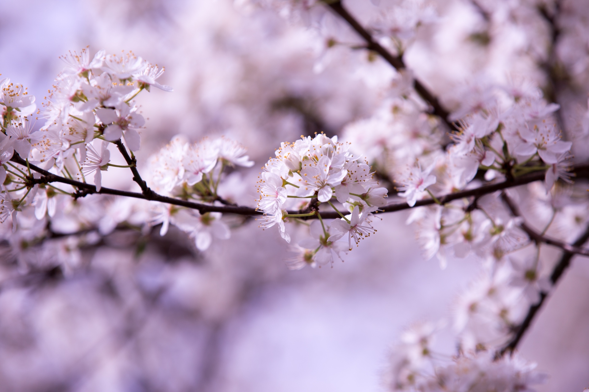 spring flowers background free photo