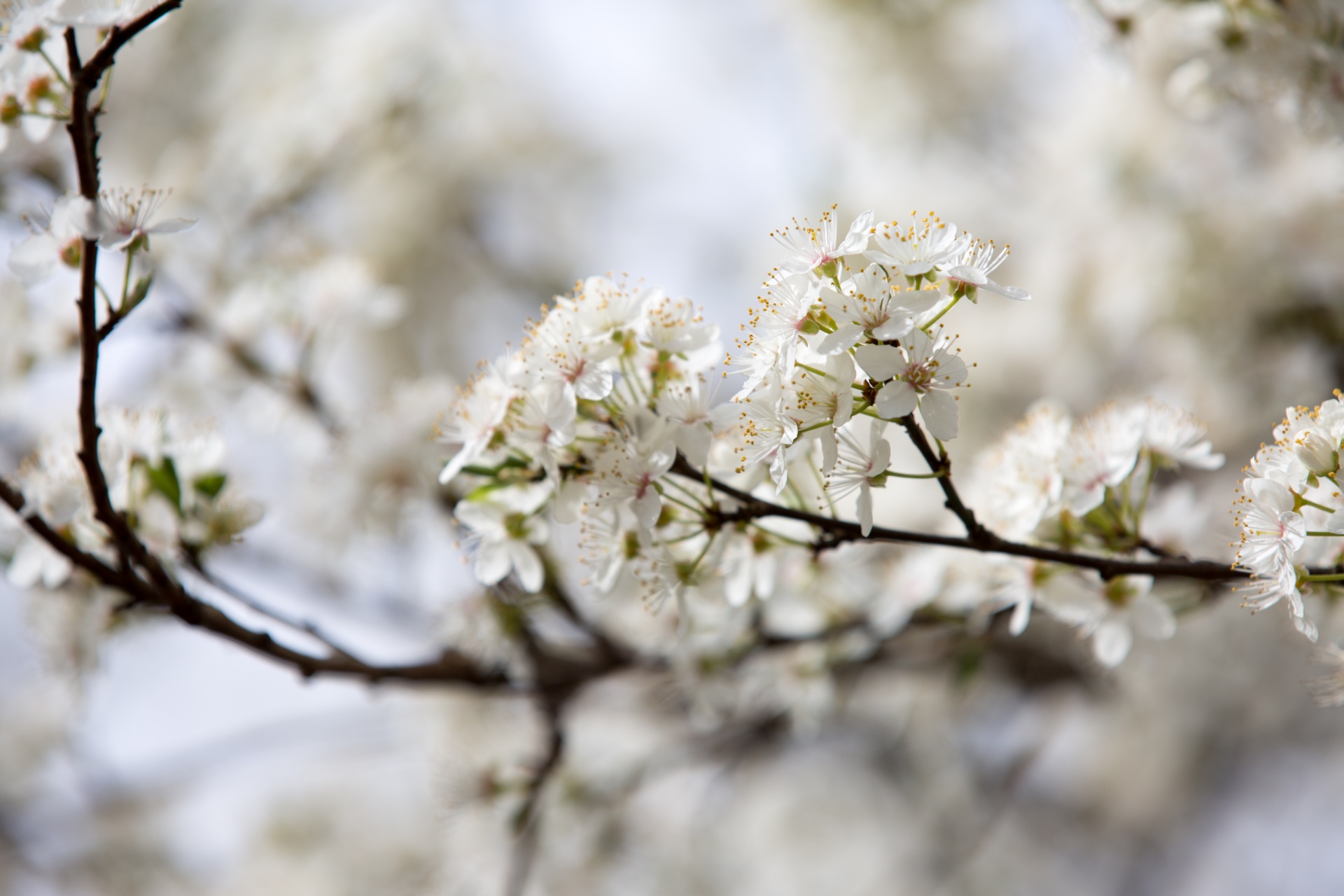 spring flowers background free photo