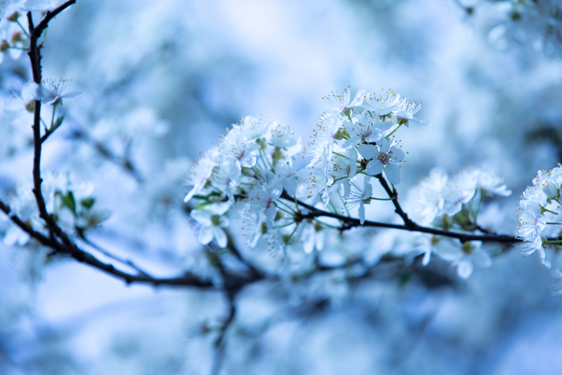 spring flowers background free photo