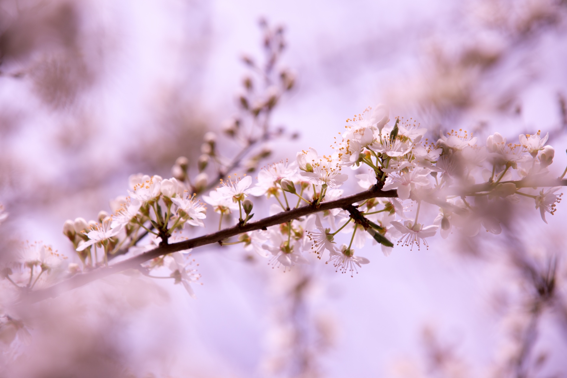 spring flowers background free photo