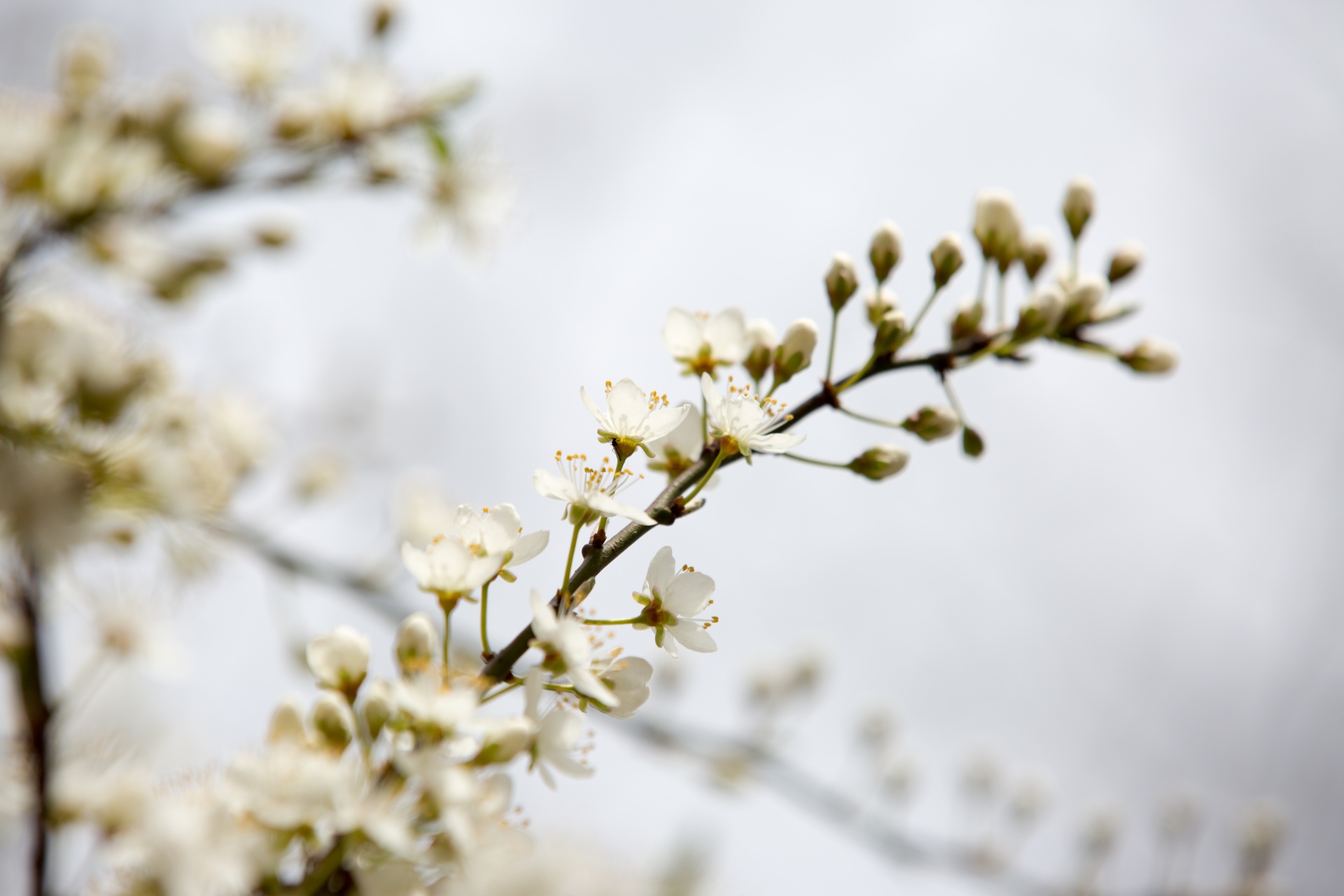 spring flowers background free photo