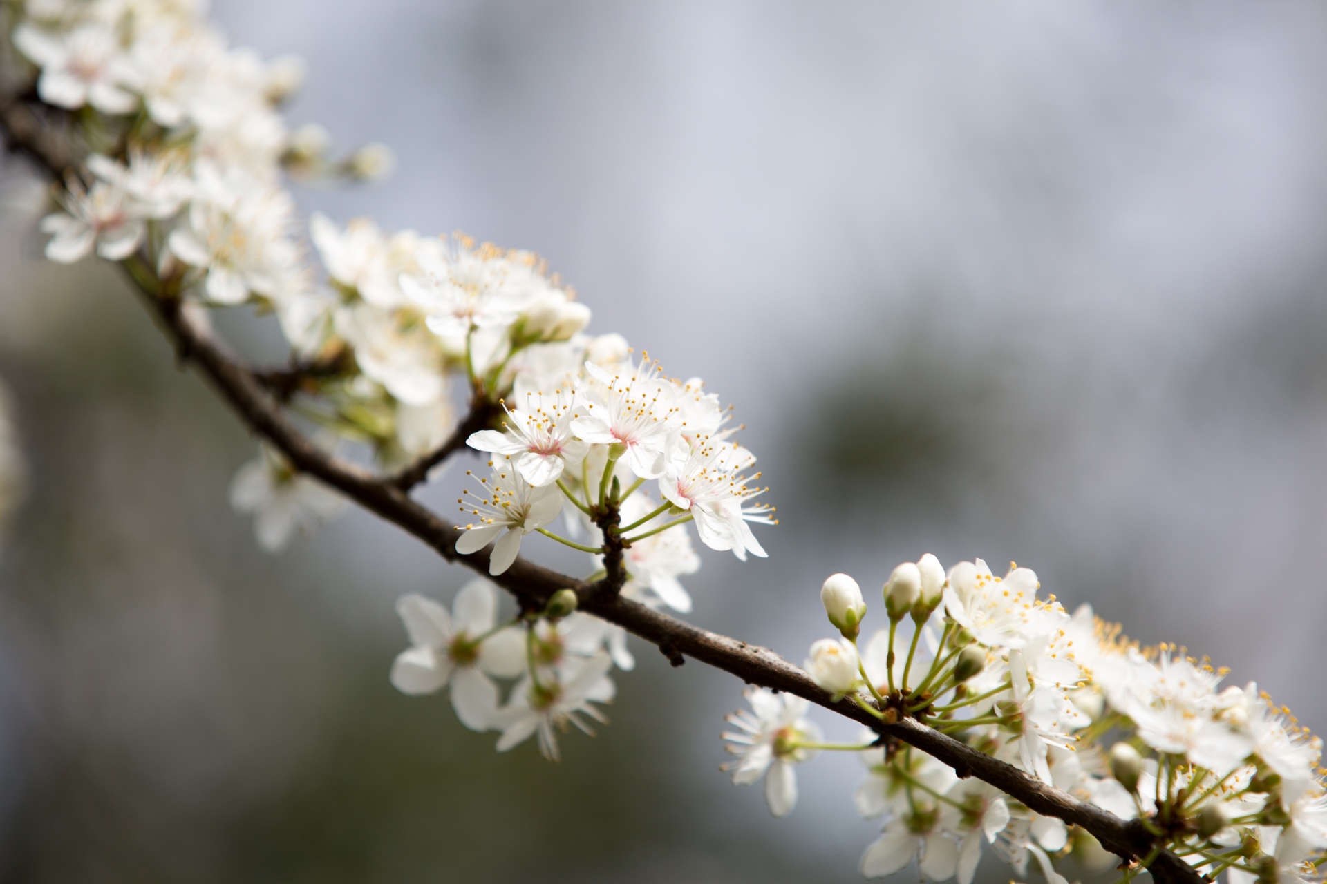 spring flowers background free photo