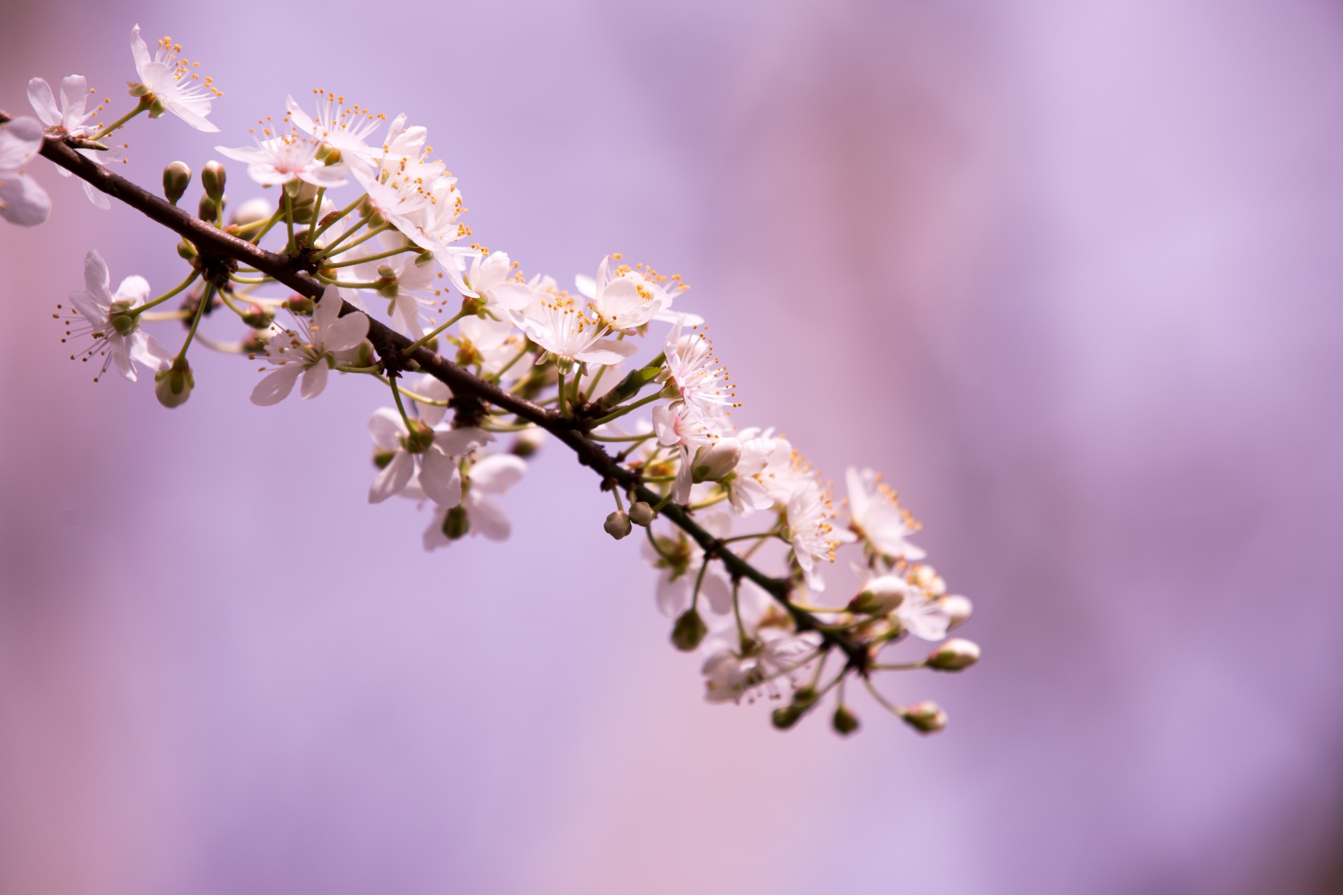 spring flowers background free photo