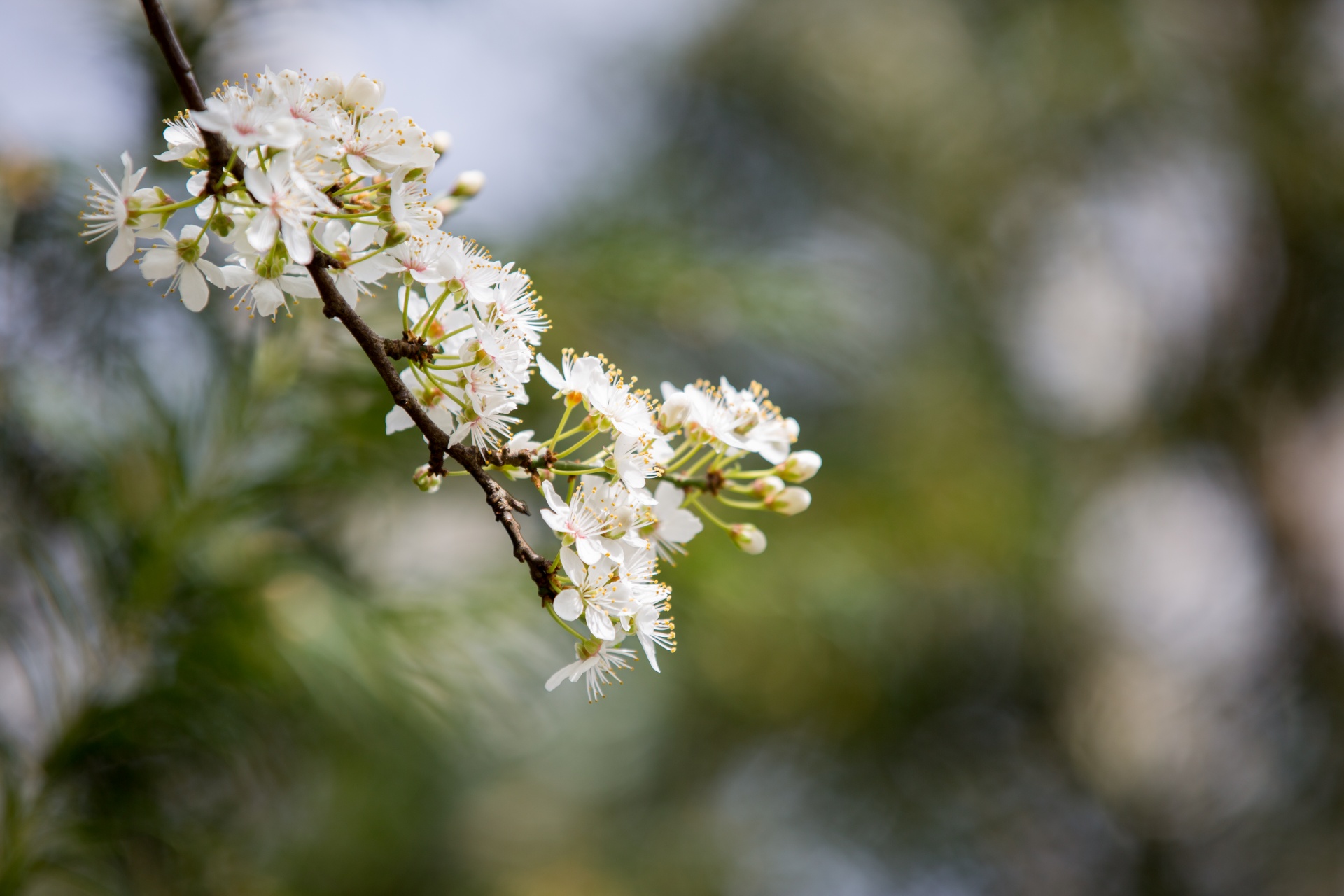 spring flowers background free photo