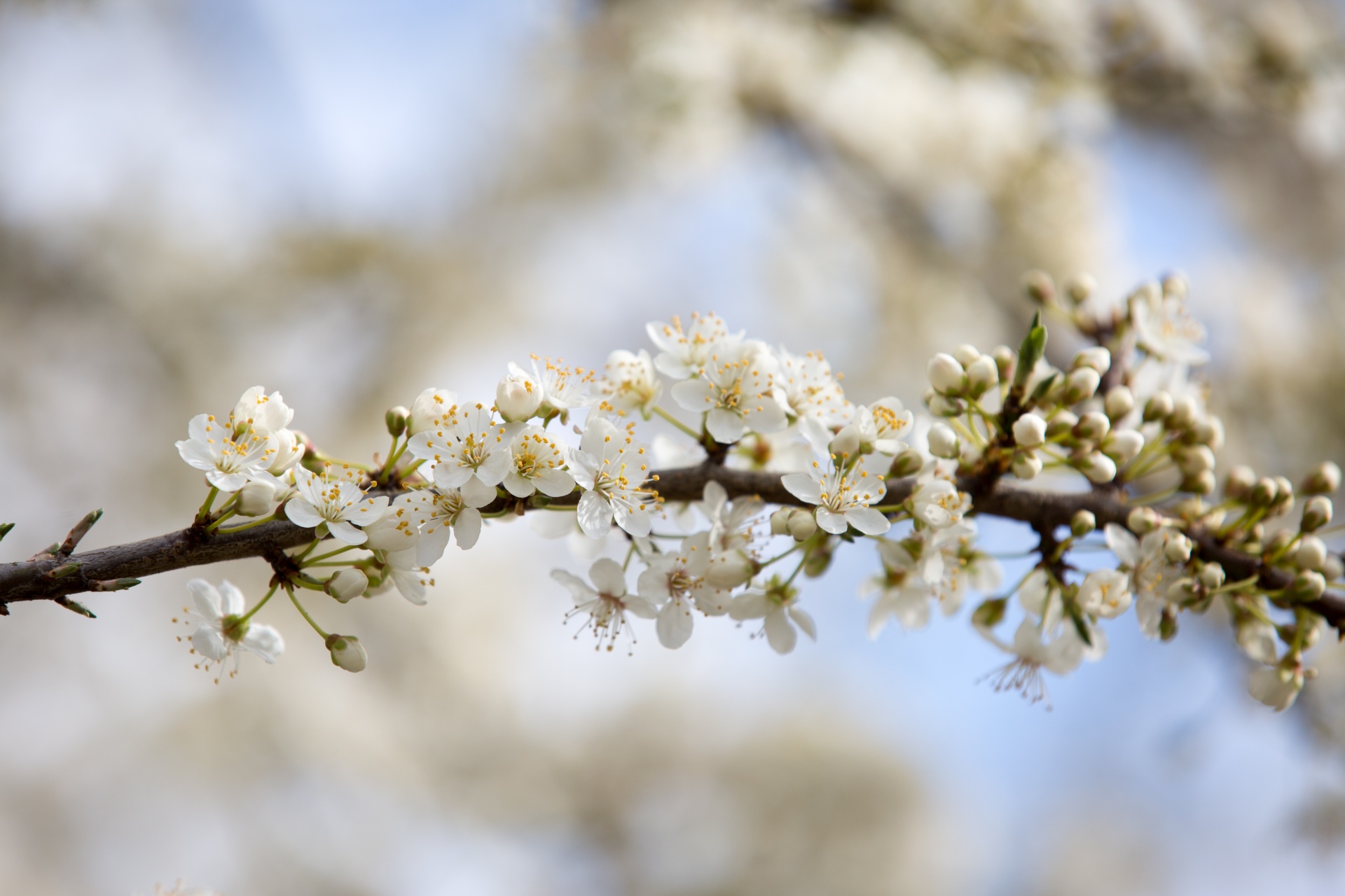 spring flowers background free photo