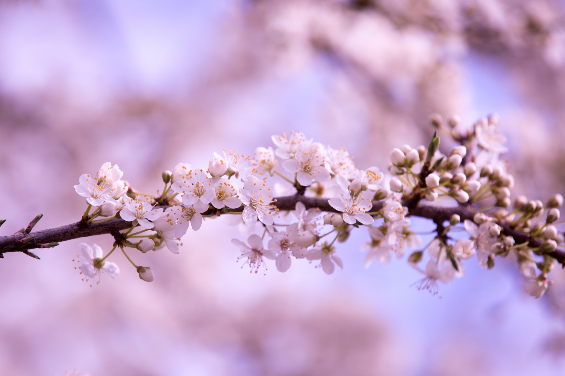 spring flowers background free photo