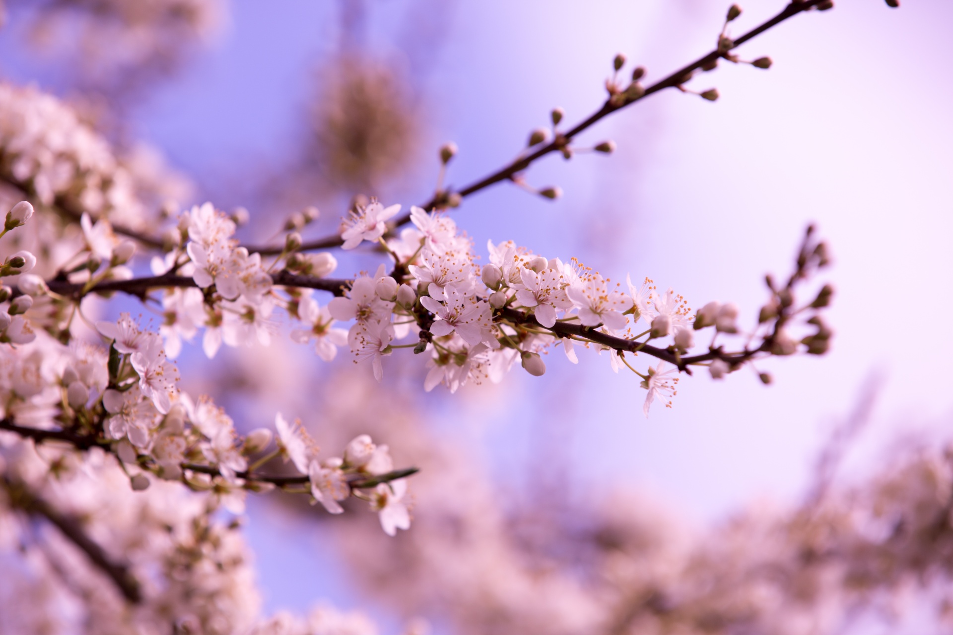 spring flowers background free photo