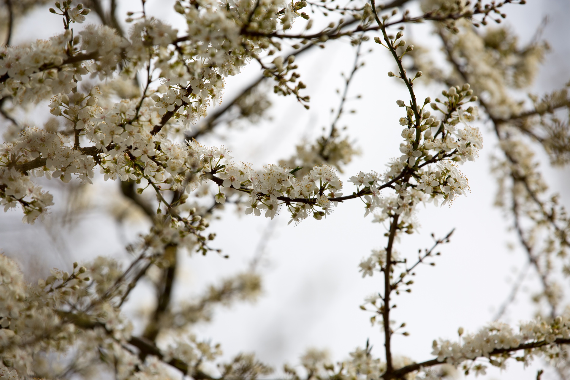 spring flowers background free photo