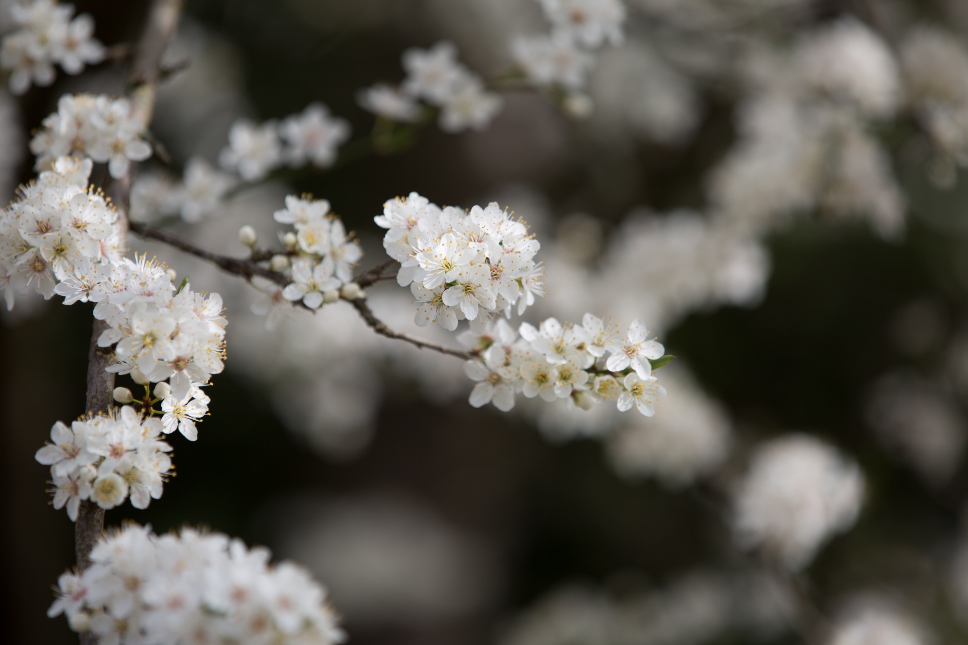 spring flowers background free photo