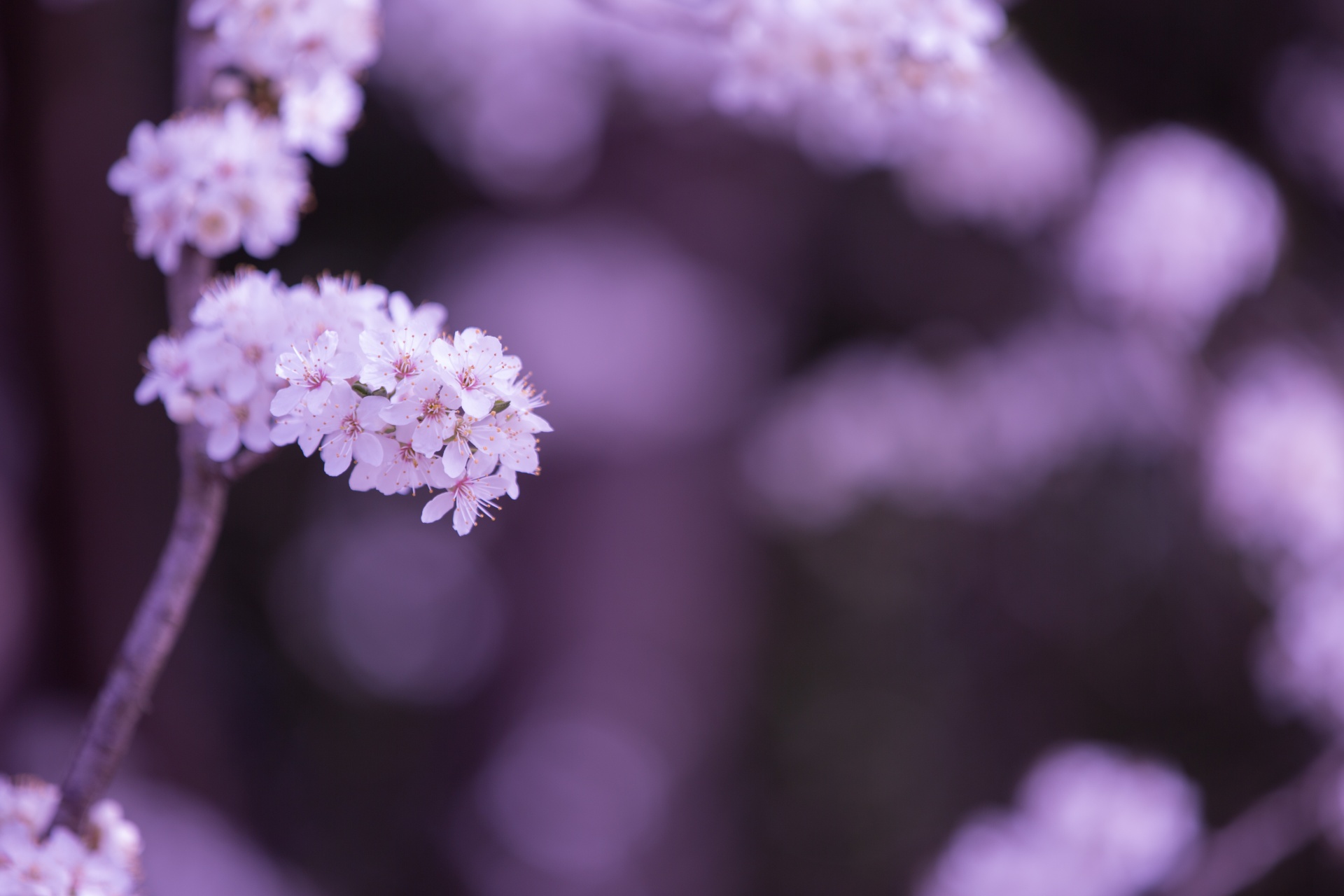 spring flowers background free photo