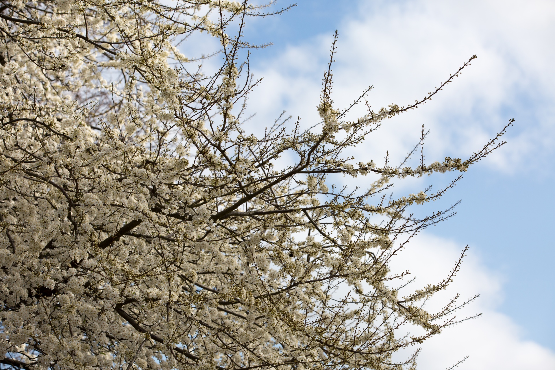 spring flowers background free photo