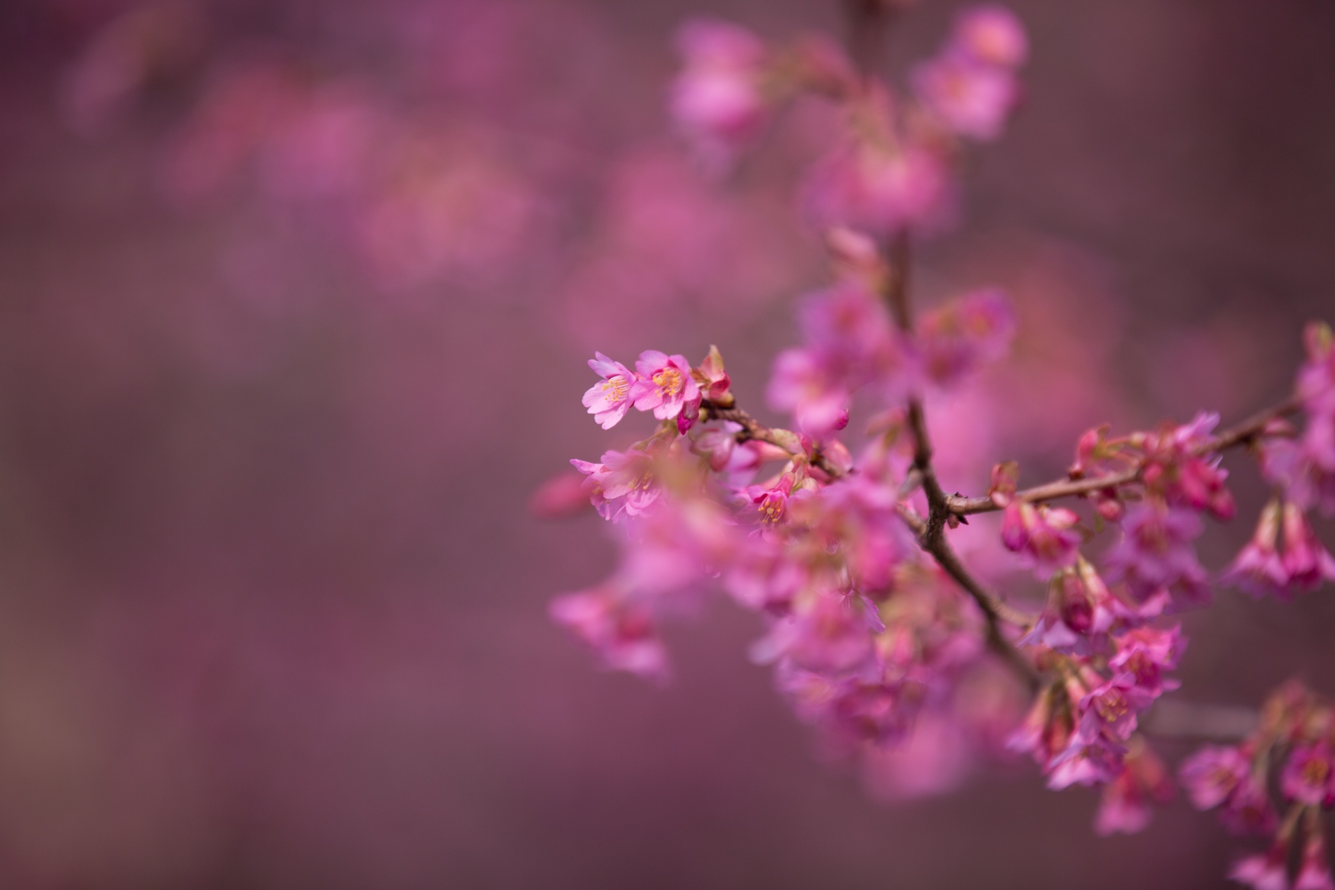 spring flowers background free photo