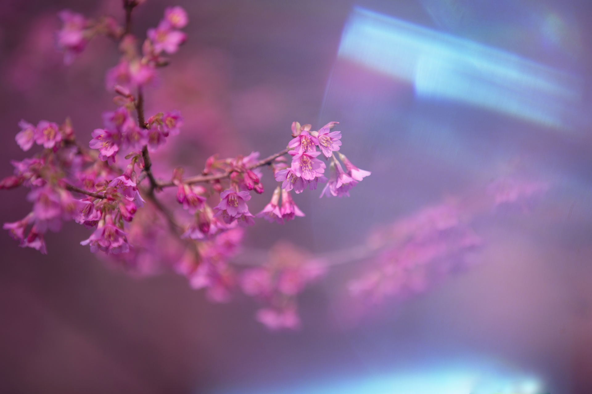 spring flowers background free photo